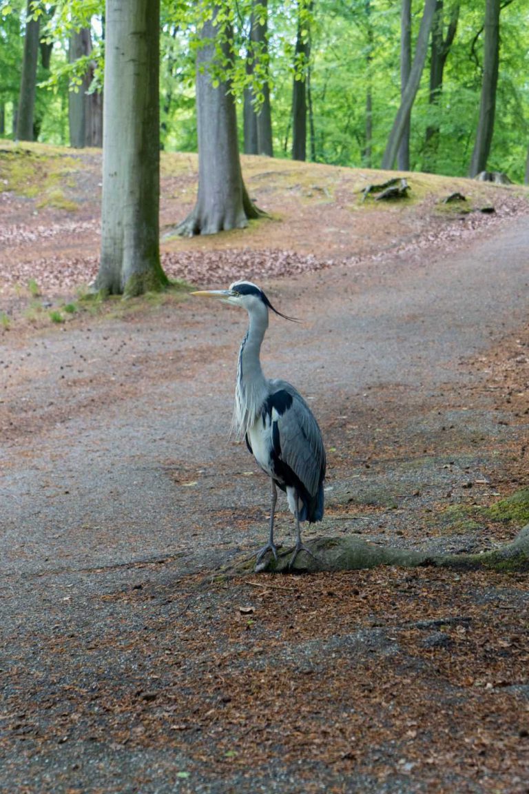 Clingendael reiger in bos