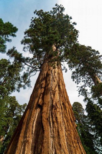 Sequoia tree